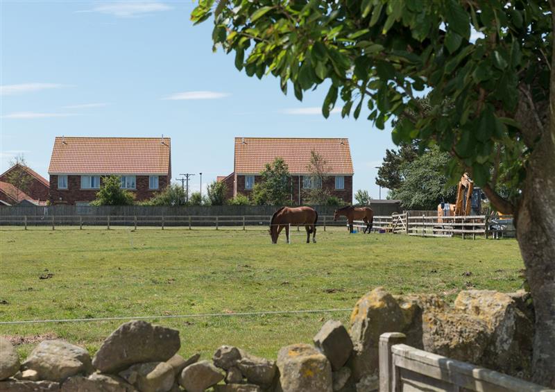 This is the garden at Lavender Cottage, Beadnell