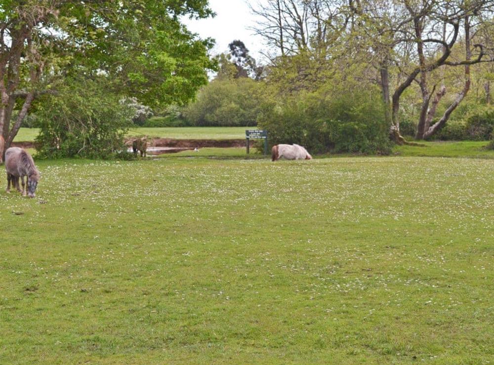 Surrounding area at Lawn Lodge in Brockenhurst, near Lyndhurst, Hampshire