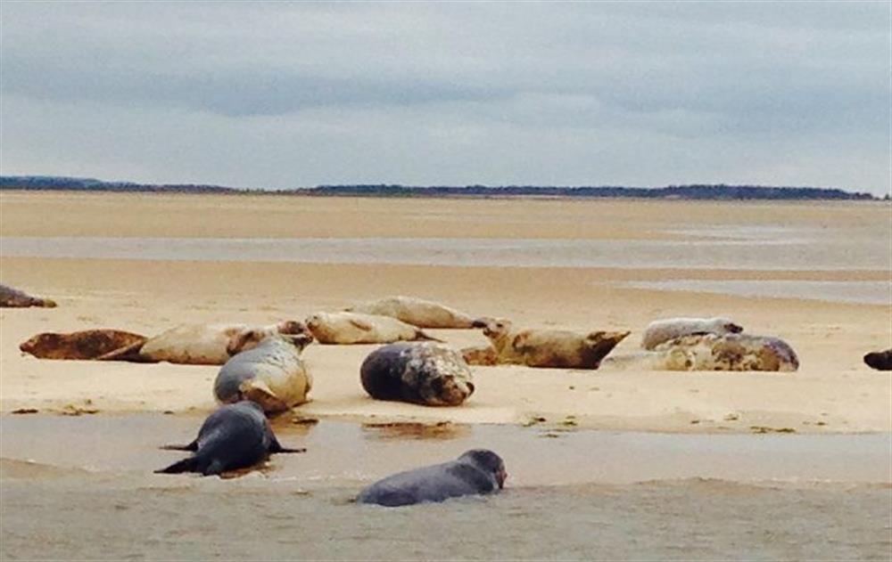 Grey and common seals on Wells Beach at Laylands, Wells-next-the-Sea