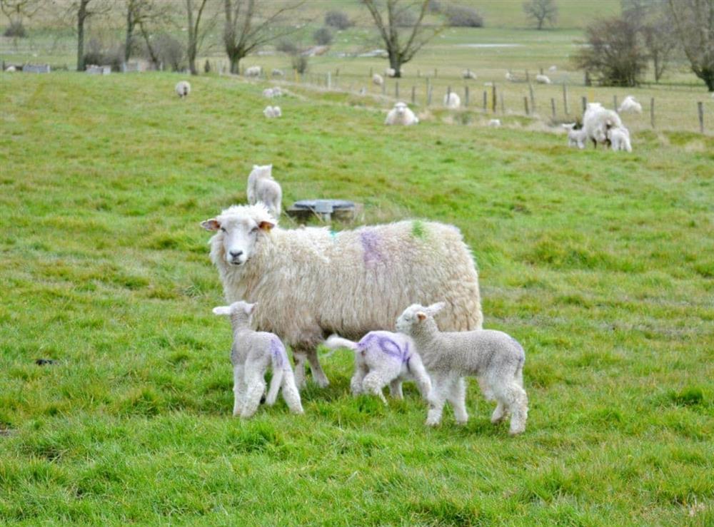 Grazing sheep at The Shearing Shed, 