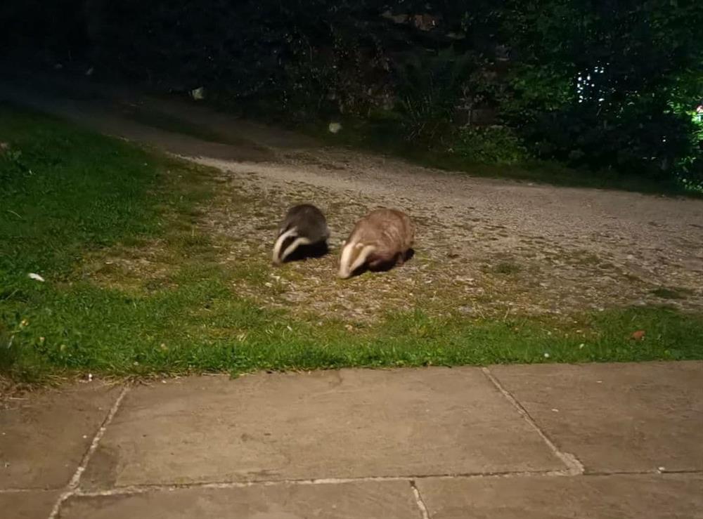 Badgers night-feeding near to the patio at Shire Cottage, 