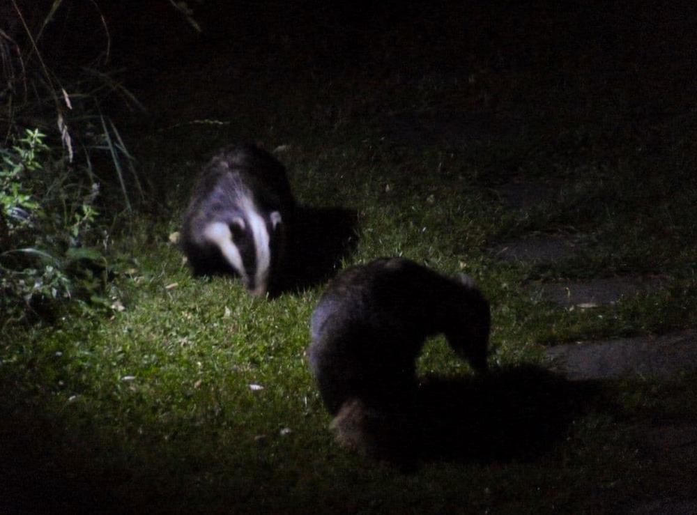 Badgers photographed visiting the garden at Shire Cottage, 