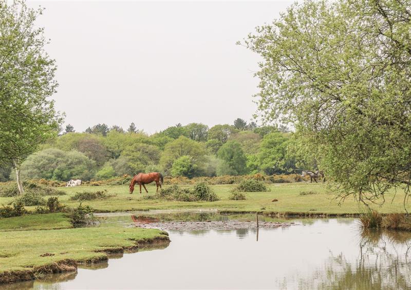 Rural landscape at Lilac Cottage, Pennington near Lymington