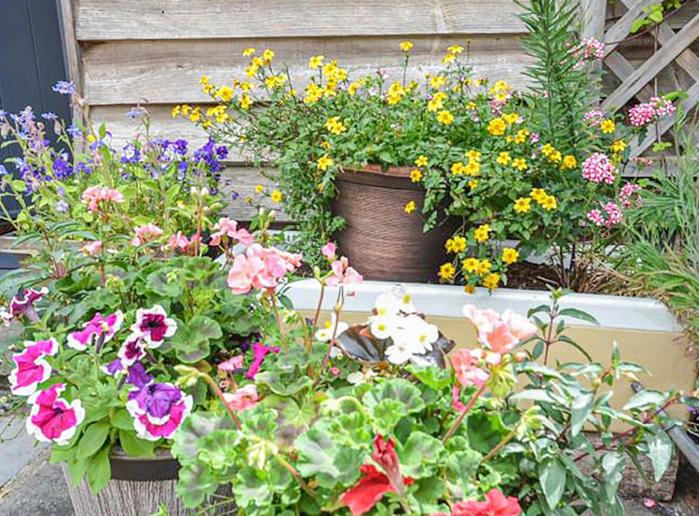 Garden and grounds at Little Lock Cottage in Partridge Green, West Sussex
