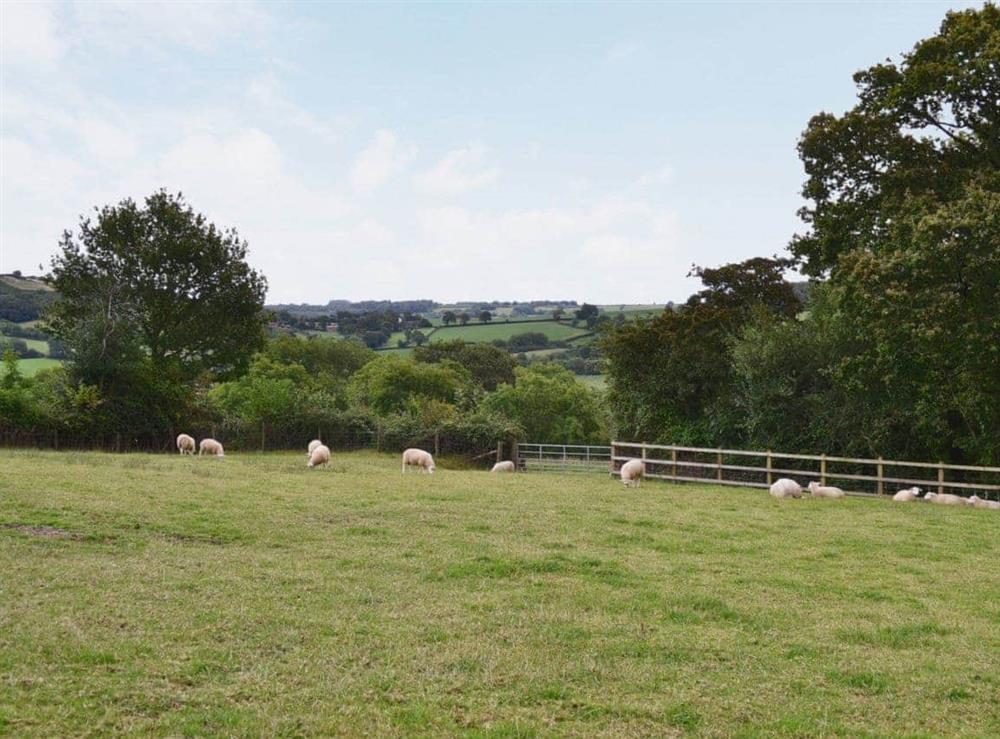 Surrounding area at Little Shelvin Farm Cottage in Luppitt, near Honiton, Devon