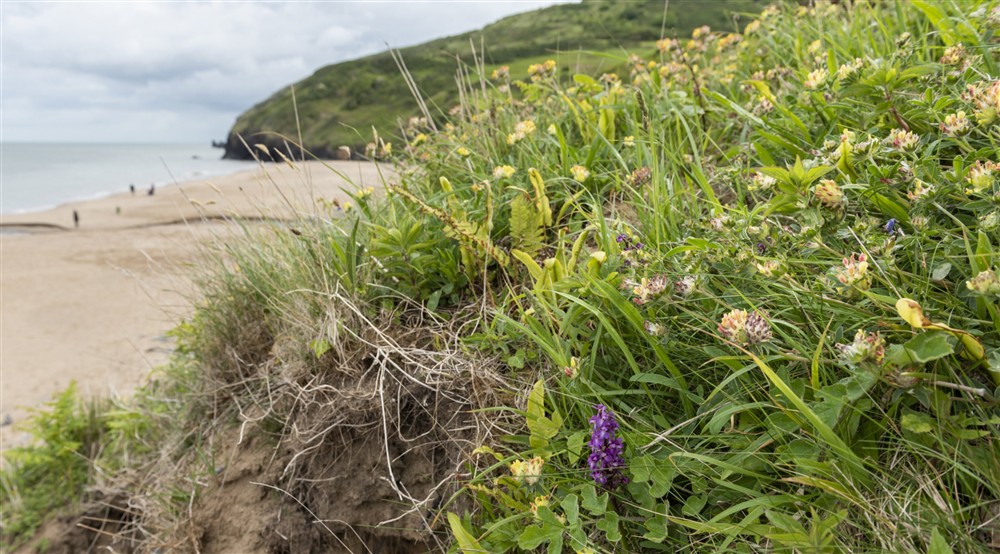 Coastal wildflowers at Llanborth Farmhouse in Llandysul, Mid Wales