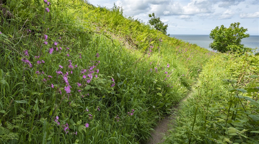 The secluded coast path at Llanborth Farmhouse in Llandysul, Mid Wales