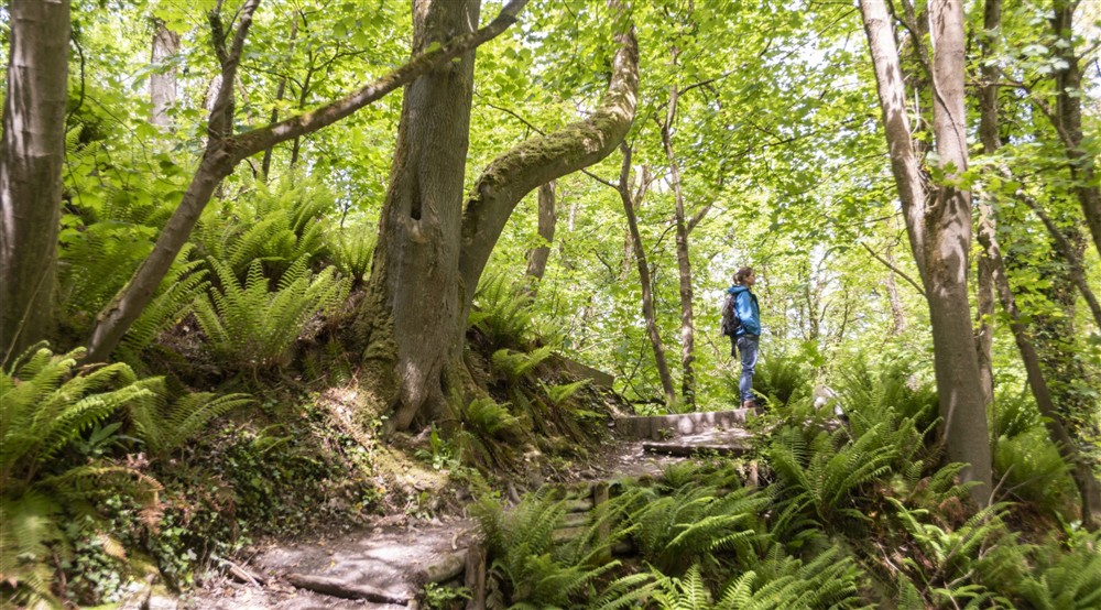The woodland at Llanborth Farmhouse in Llandysul, Mid Wales