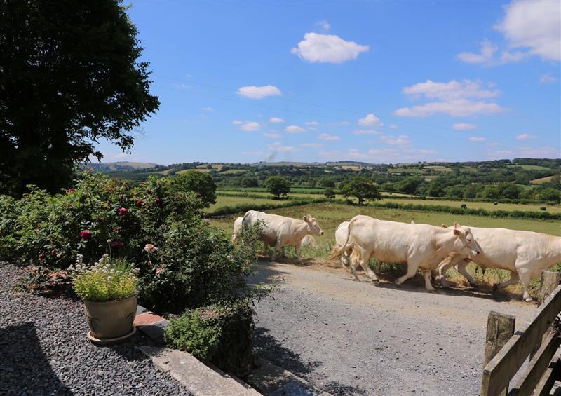 The setting around Llety'r Wennol (photo 2) at Lletyr Wennol, Lampeter