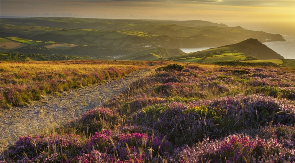 Heather lining the coastal path in Devon at Llyndy Bothy in Beddgelert, Gwynedd