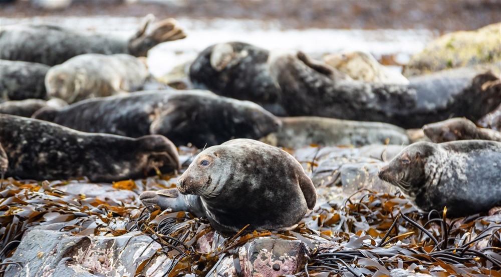 Group of grey seals on the Farne Islands, Northumberland at Lookout Cottage in Alnwick, Northumberland