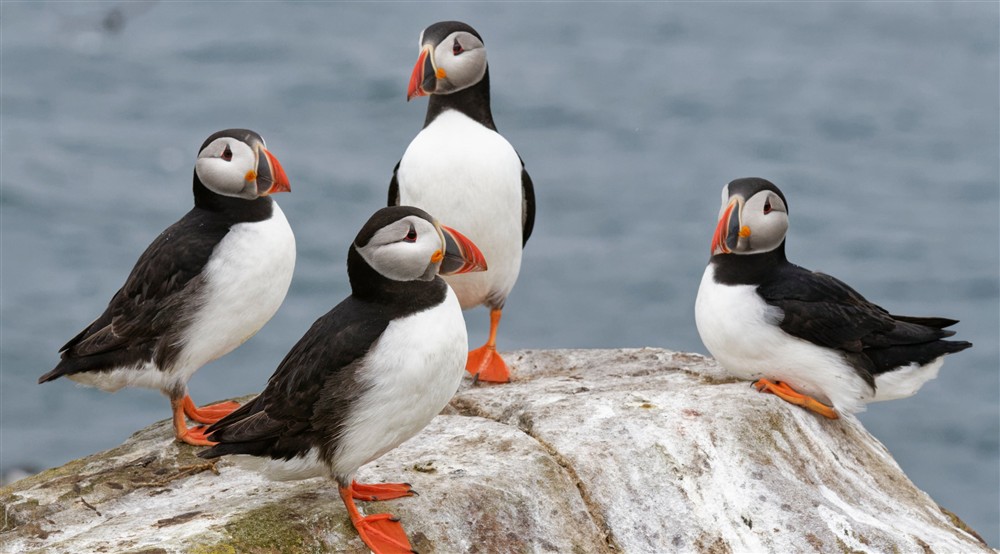 Puffins, Farne Islands, Northumberland at Lookout Cottage in Alnwick, Northumberland