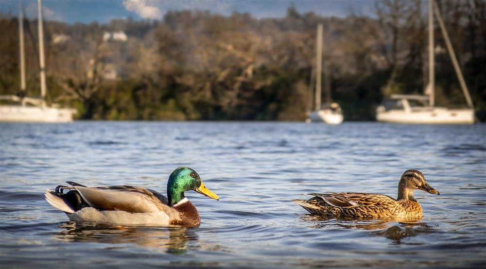 Ducks on Windermere by Low Strawberry Gardens, Cumbria at Low Strawberry Gardens in Nr Hawkshead, Cumbria