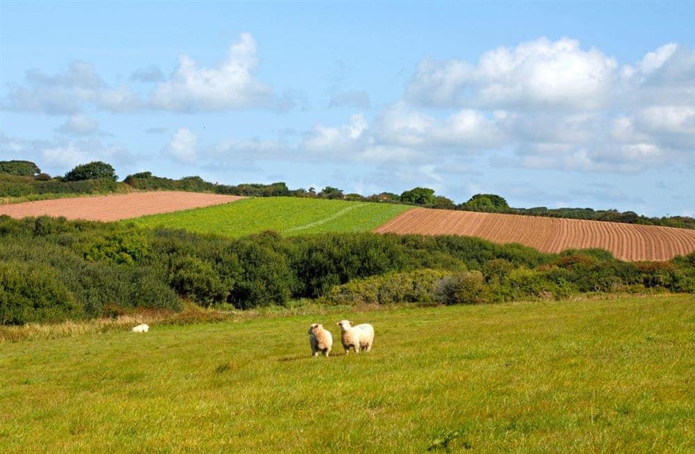Rural landscape at Lower Bushford Cottage in Hasguard, near Dale, Pembrokeshire, Dyfed