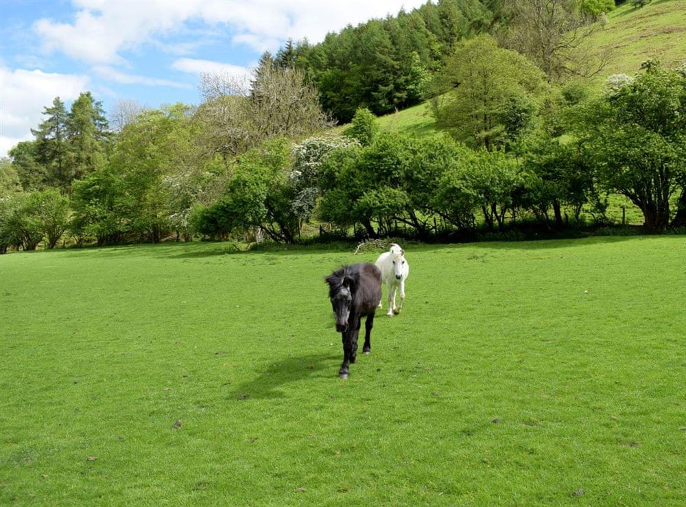 Surrounding area (photo 2) at Lower Goytre Farmhouse in Knighton, Powys