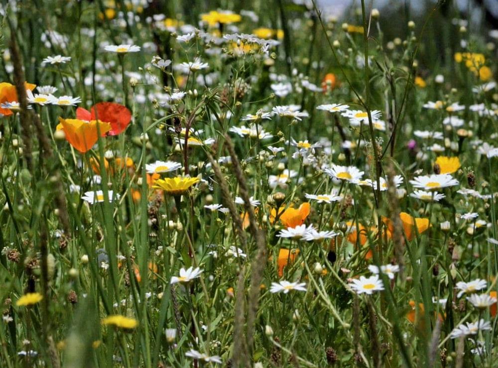 Wonderful wild flower meadow