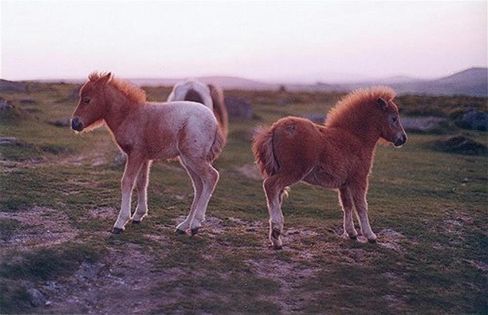 Dartmoor ponies at Lower Well Cottage in Ugborough