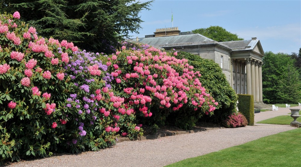 Spring colour in the Gardens at Lyme West Lodge in Macclesfield, Cheshire