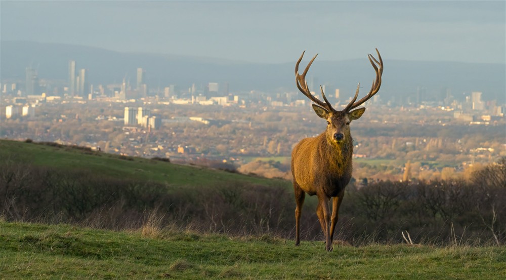 Stag with Manchester in the background, at Lyme West Lodge in Macclesfield, Cheshire