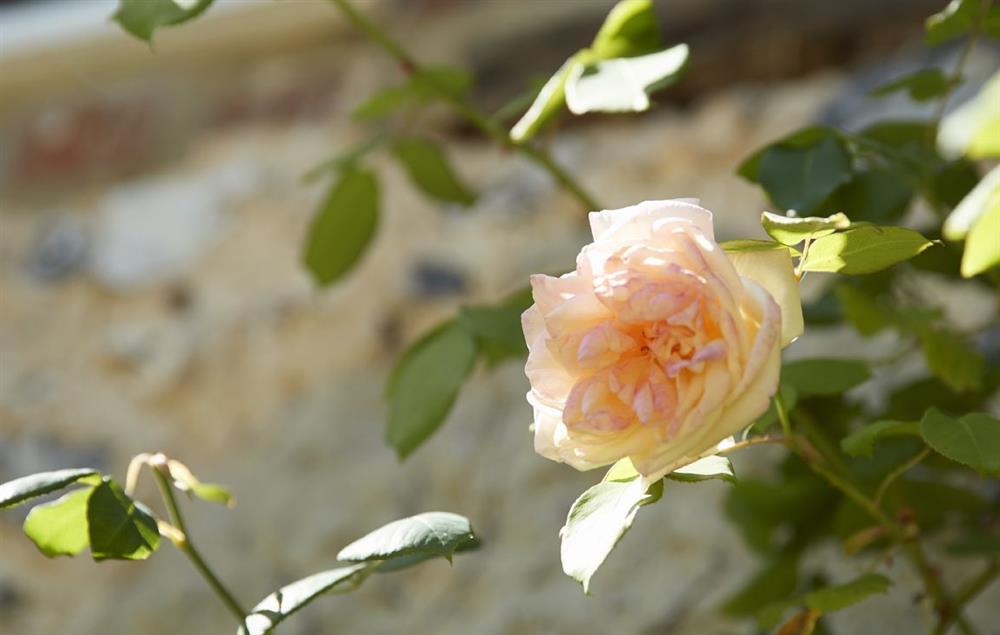 Roses in bloom during summer months
