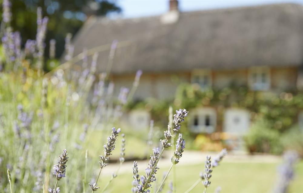 Wild lavender fills the air with its beautiful scent at Magna Cottage, Ashmore
