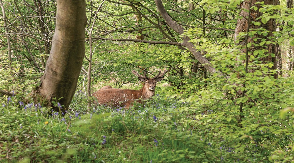 A stag in woodland surrounded by bluebells and other woodland vegetation at Mam Farm in Hope Valley, Derbyshire