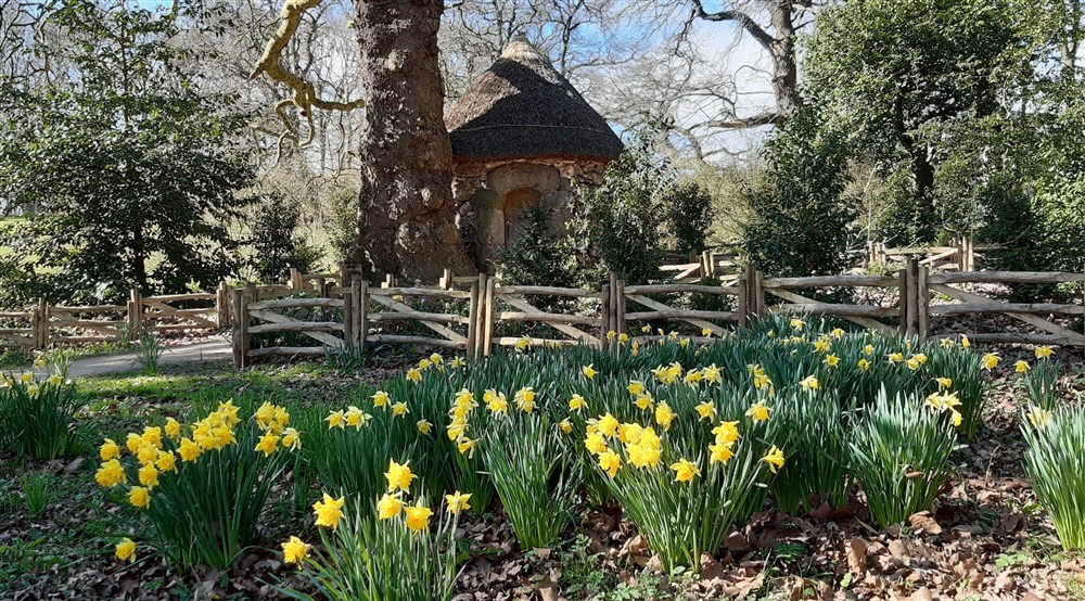 Daffodils bloom outside the Hermitage at Mam Farm in Hope Valley, Derbyshire