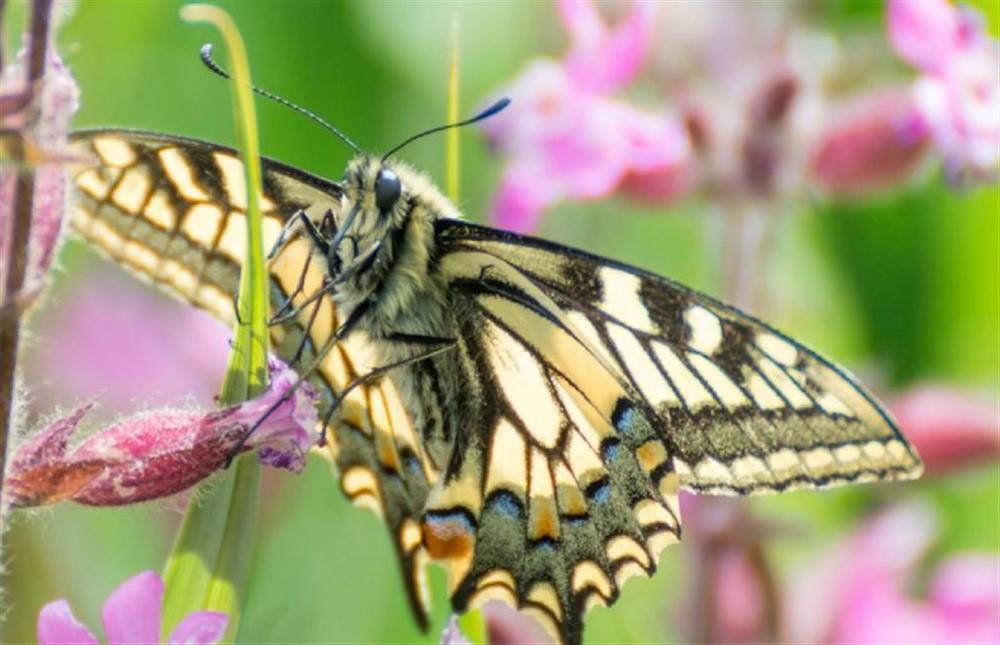 Spot Swallowtail butterflies in the wild meadow area of the garden at Margarets Cottage, Potter Heigham near Great Yarmouth