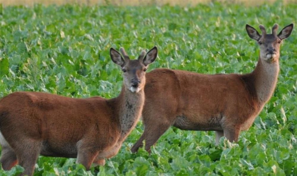 You might even spot a deer or two from the garden at Margarets Cottage, Potter Heigham near Great Yarmouth