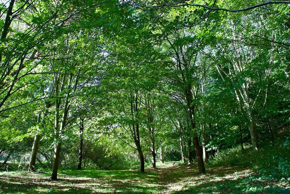 Woodland walks from the doorstep at Maybank Cottages, Clifton Maybank, Yeovil