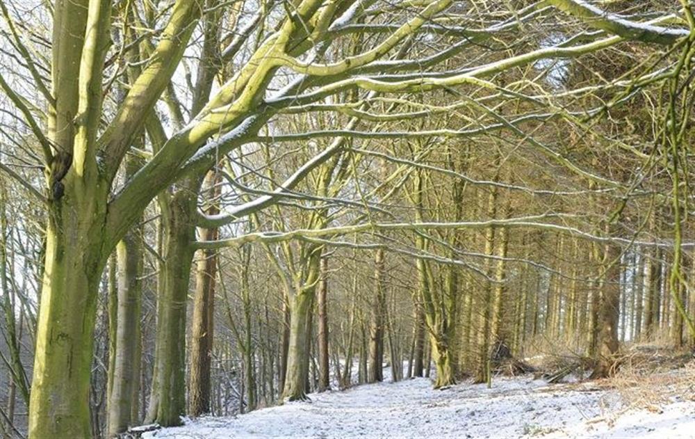 Enjoy a winters walk through the 20 acres of woodland at Melmerby Hall, Melmerby