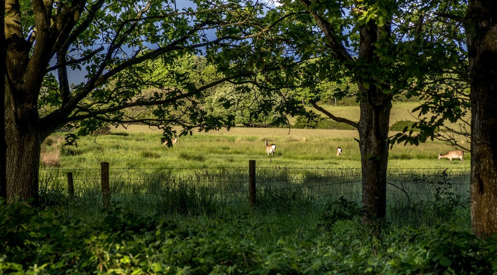 Deer spotted in the countryside near Middlebere Farmhouse, Dorset at Middlebere Farmhouse in Isle Of Purbeck, Dorset