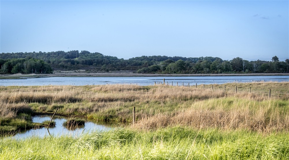 The wetland near Middlebere Farmhouse, Dorset at Middlebere Farmhouse in Isle Of Purbeck, Dorset