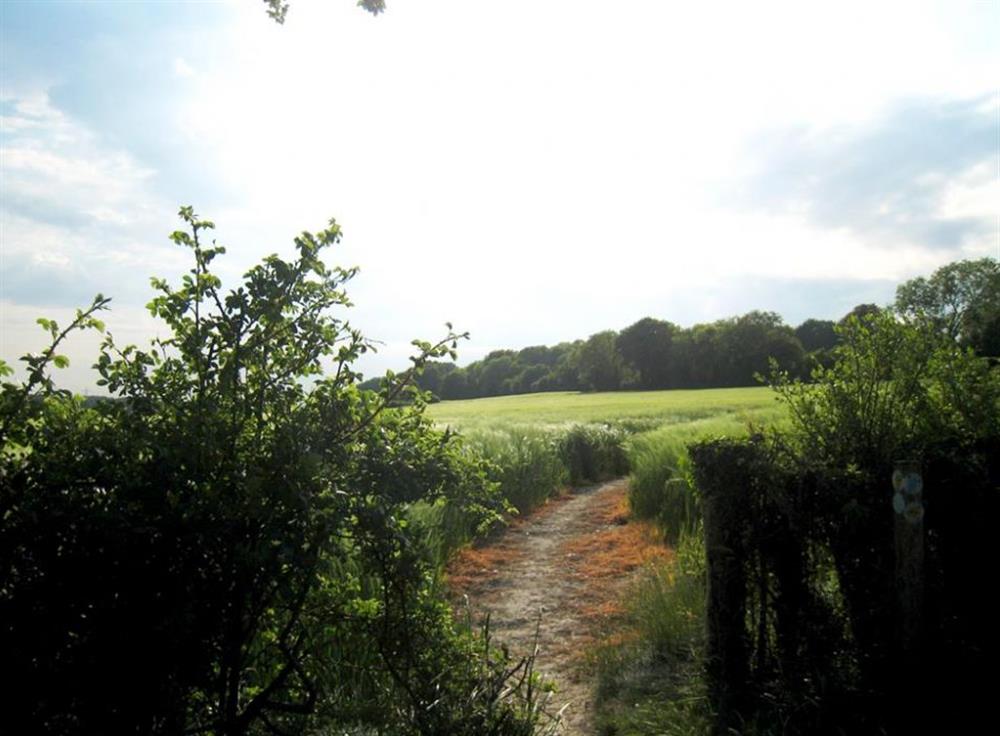 Fields at Middledown, Nr Alton, Hampshire
