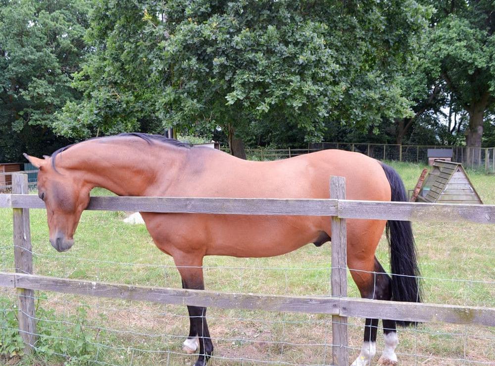 Beautiful horses within the paddock at Chiddock Cottage, 