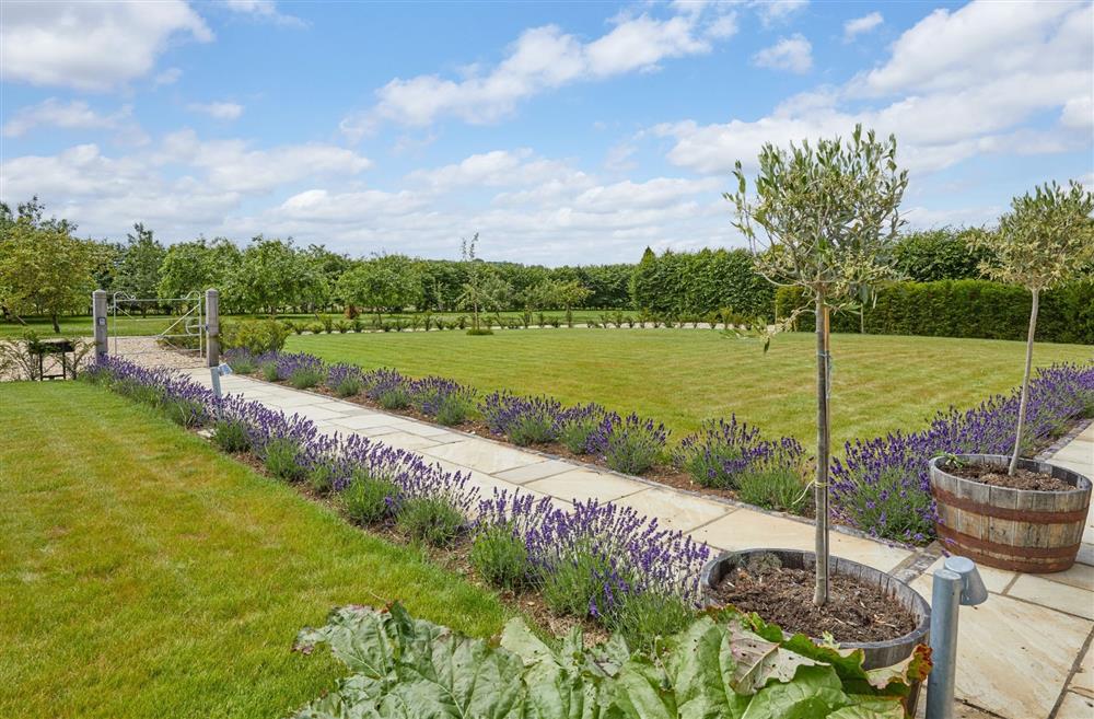 The lavender lined pathway