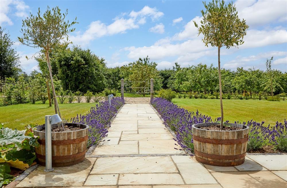 The lavender lined pathway