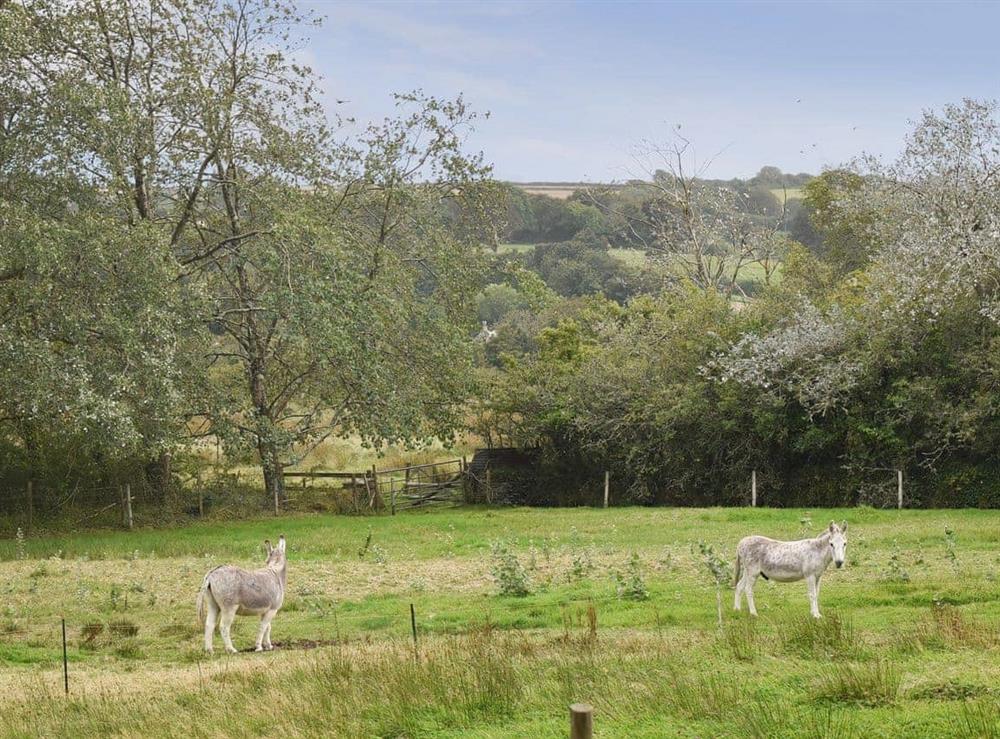 View at Mill Cottage in Aveton Gifford, near Kingsbridge, Devon