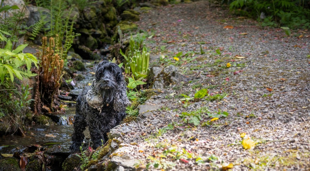 A dog in one of the small streams in the garden of Millbeck Towers. The stream once fed the old mill race that turned the mill wheel, Cumbria at Millbeck Towers in Keswick, Cumbria