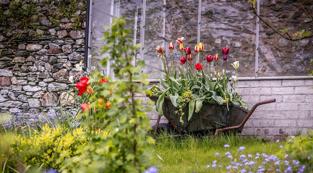 Spring flowers in a wheelbarrow planter in the rear garden at Millbeck Towers in Keswick, Cumbria