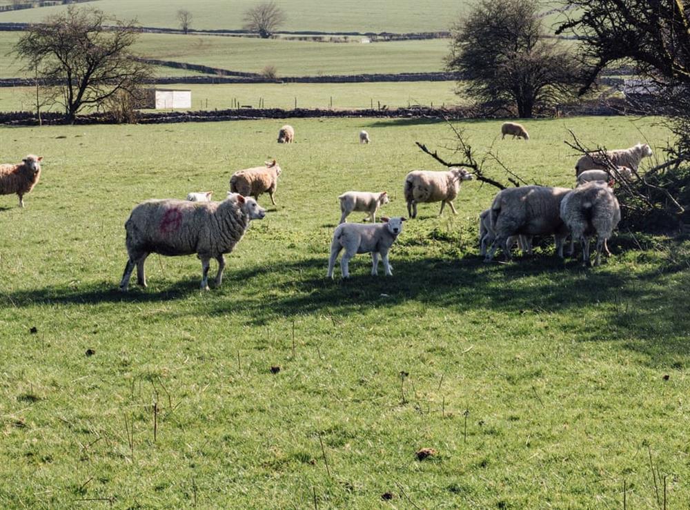 Peaceful farmland surroundings at Millstone Barn in Priddy, near Wells, Somerset