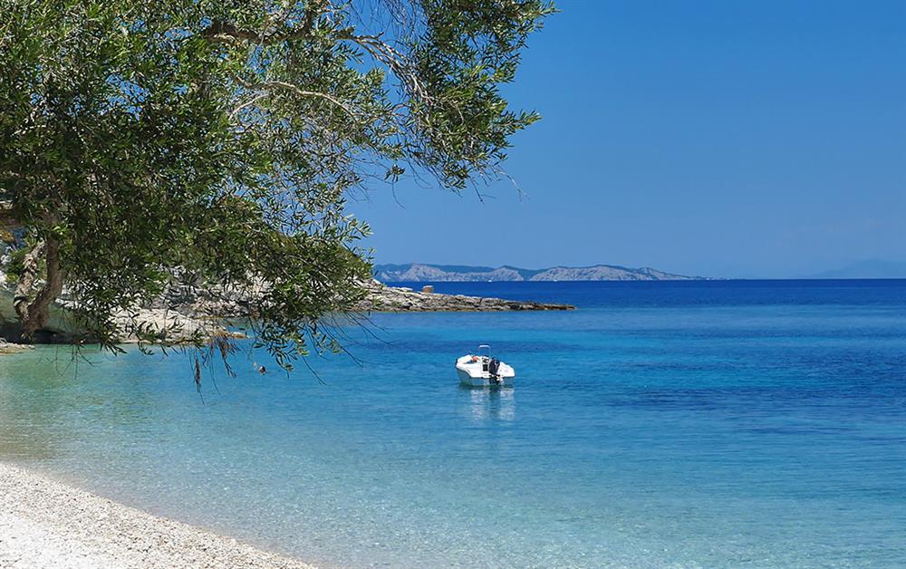 A photo of Monodendri Blue
