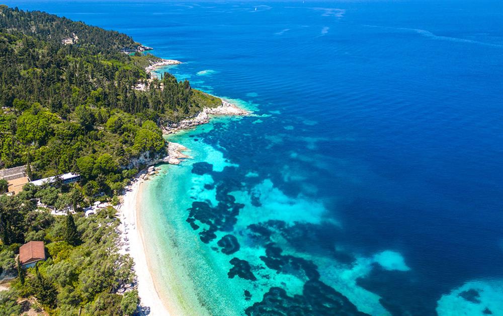 A photo of Monodendri Blue