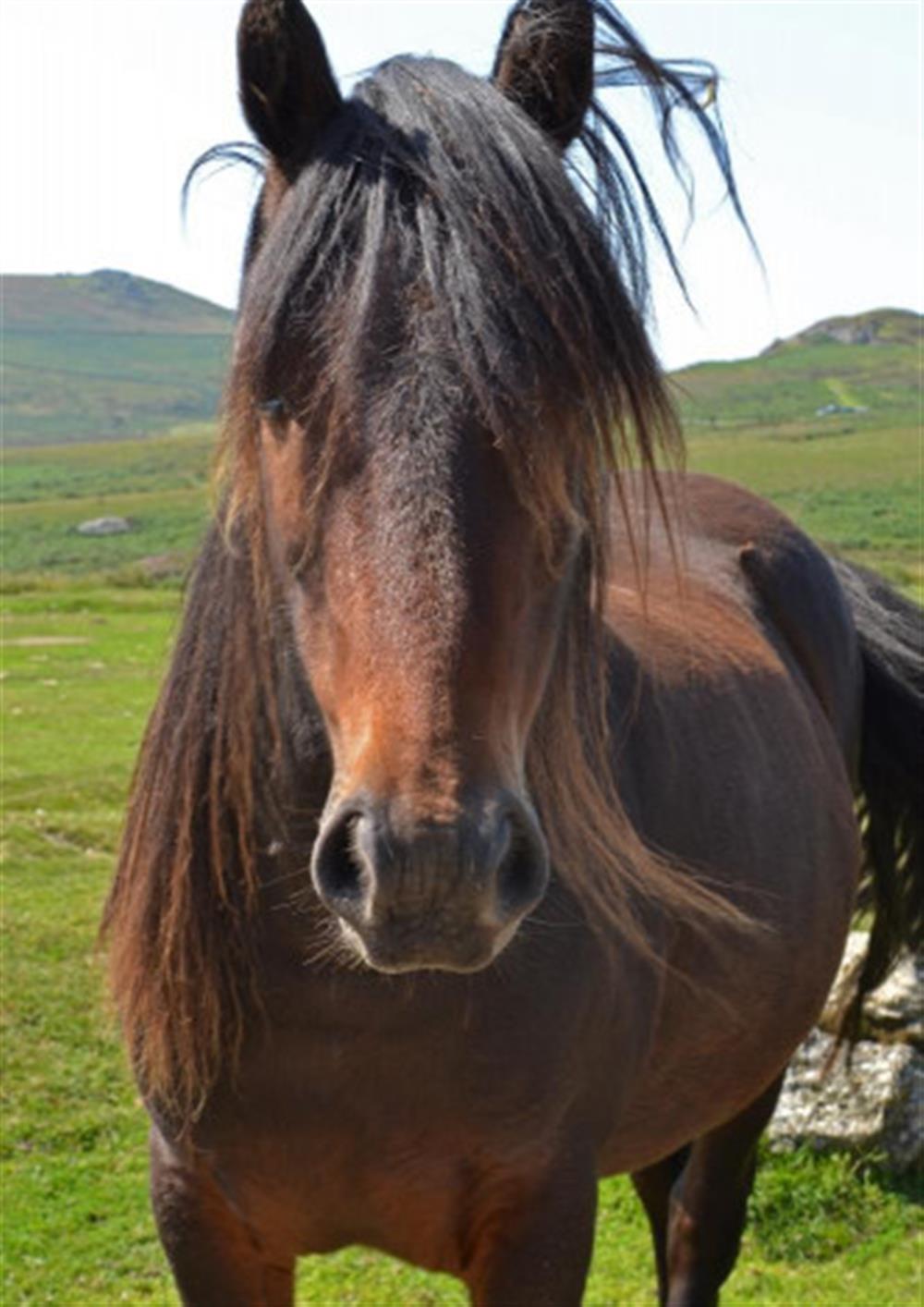 A Dartmoor pony.
