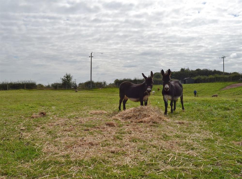 Onsite animals (photo 2) at Moss Hall Barn in Rushton, near Tarporley, Cheshire