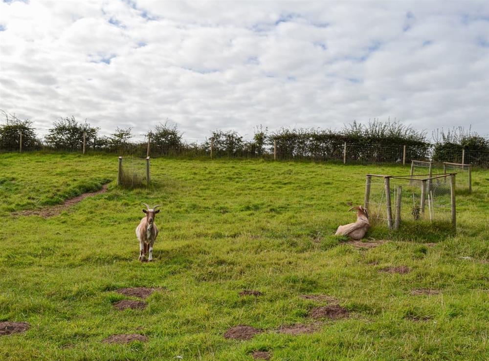 Onsite animals (photo 3) at Moss Hall Barn in Rushton, near Tarporley, Cheshire