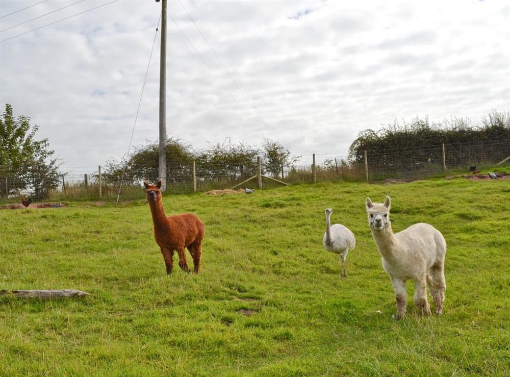 Onsite animals at Moss Hall Barn in Rushton, near Tarporley, Cheshire