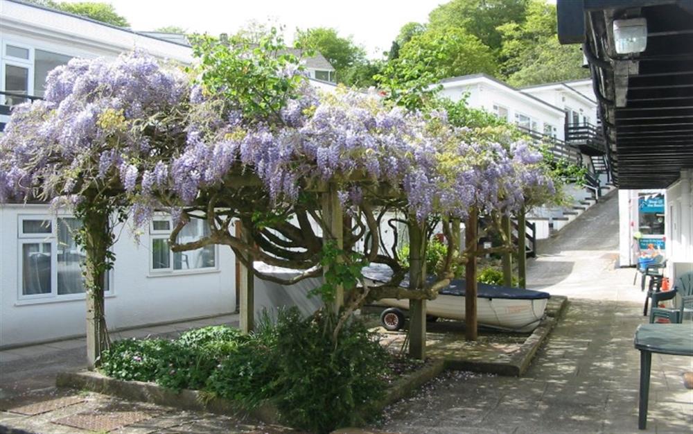Just down from Mussels is the courtyard with a beautiful wisteria growing at Mussels in Helford Passage