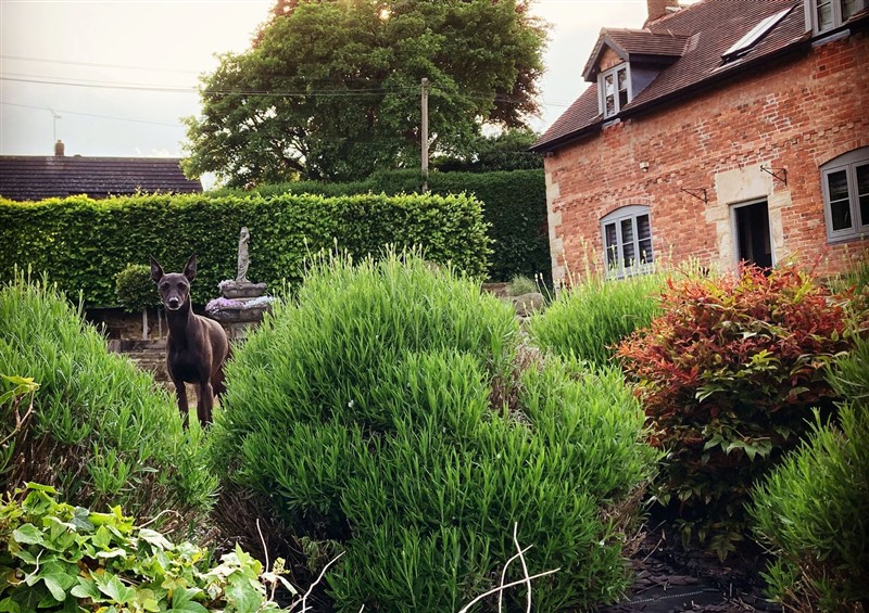 The garden (photo 3) at New Elms Farmhouse, Melbourne