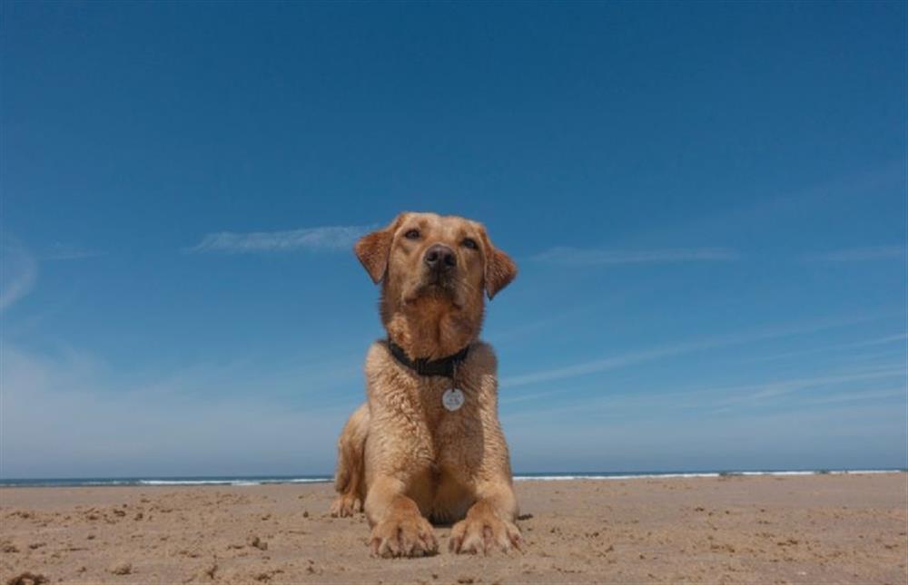 Brancaster is a sandy and dog friendly beach at No. 3 Sutherland Cottages, Brancaster near Kings Lynn